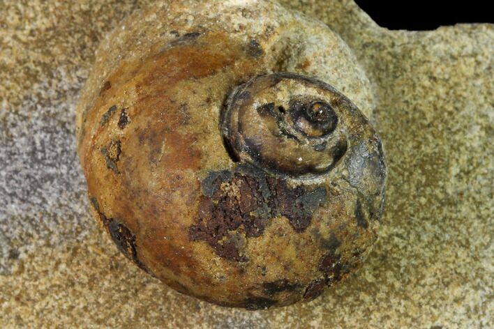 Ordovician Gastropod Fossil - Morocco #164069